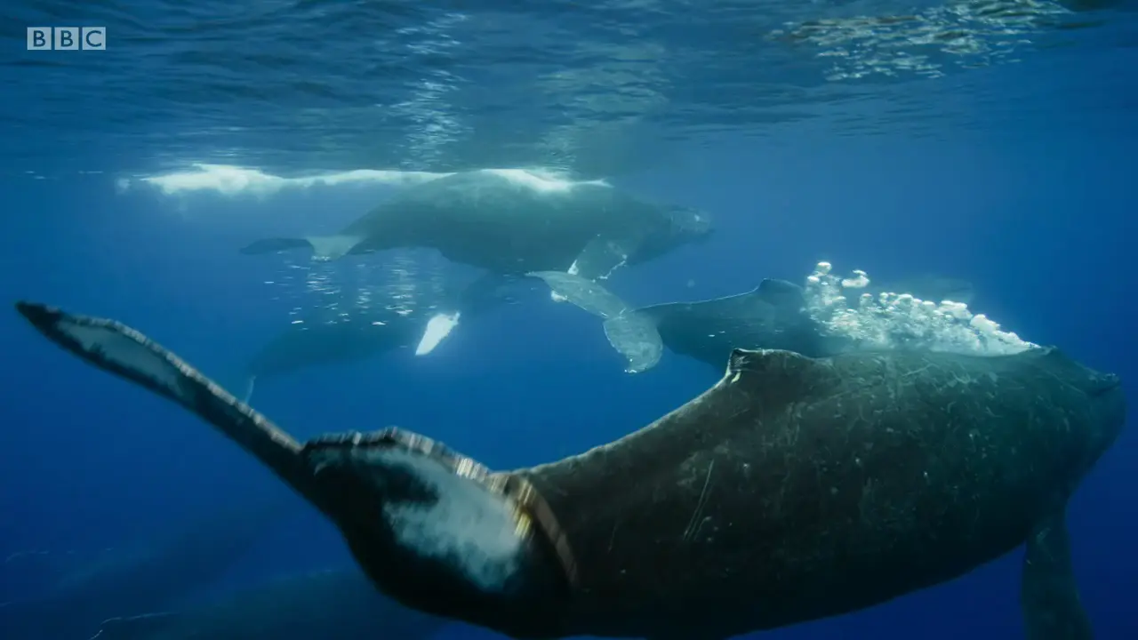 Humpback whale (Megaptera novaeangliae) as shown in The Mating Game - Oceans: Out of the Blue